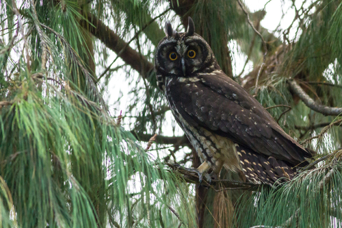 Stygian Owl