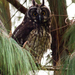 Stygian Owl - Photo (c) Carl Downing, all rights reserved, uploaded by Carl Downing