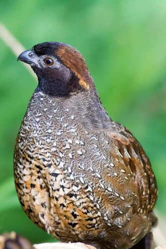 New World Quails (Family Odontophoridae) · iNaturalist
