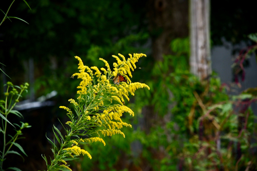 Monarch