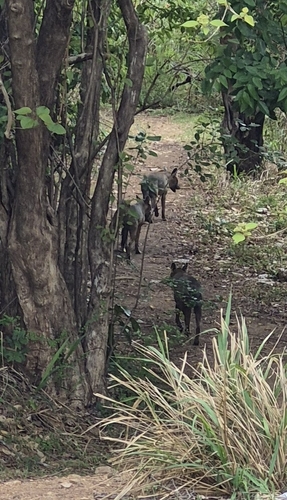 Sri Lankan Jackal