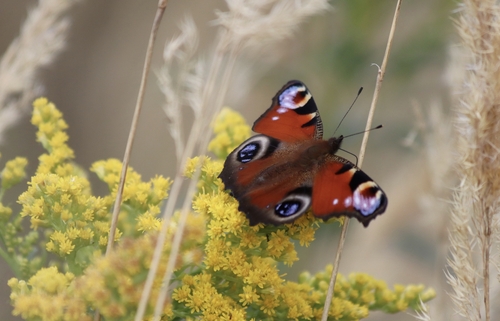 European Peacock Butterfly