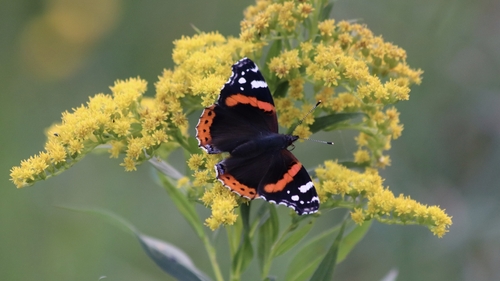Red Admiral