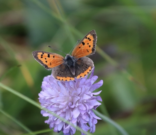 Small Copper