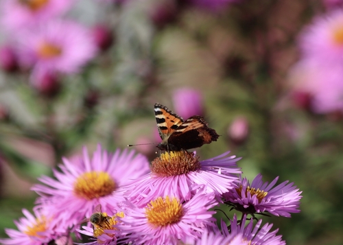 Small Tortoiseshell