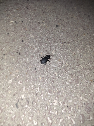Leather Beetle