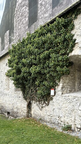 common ivy