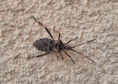 Western Conifer Seed Bug