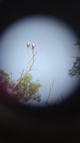 Brahminy Kite