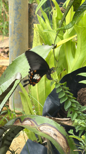 Common Mormon Swallowtail