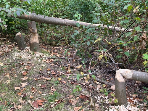 Eurasian Beaver