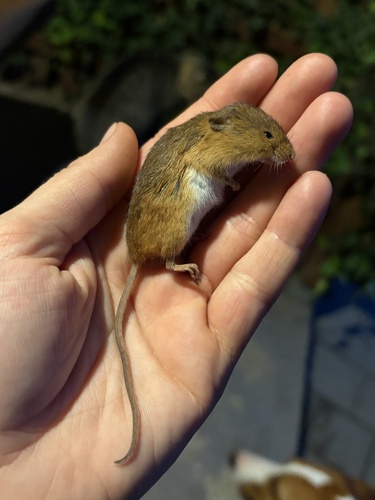 Eurasian Harvest Mouse