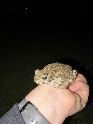 Green Toad
