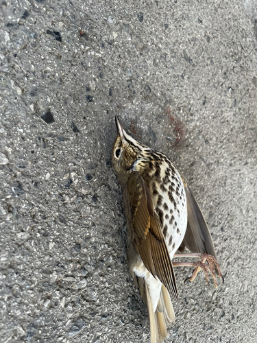 Song Thrush