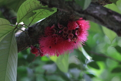 Syzygium malaccense image