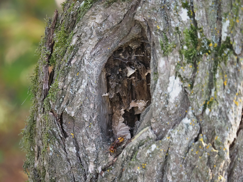European Hornet