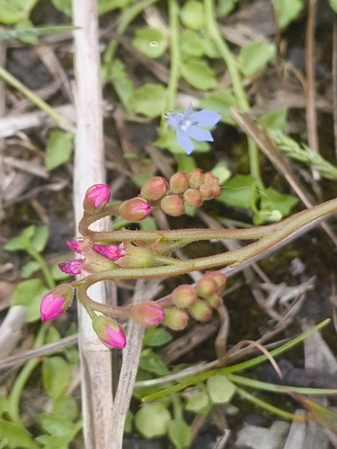 Drosera spatulata