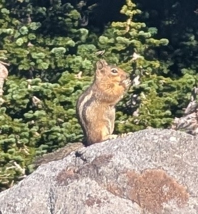 Cascade Golden-mantled Ground Squirrel observed by johngcramer
