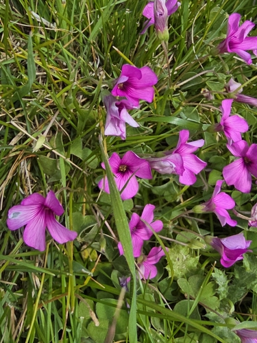 pink-sorrel