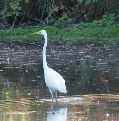 Great Egret