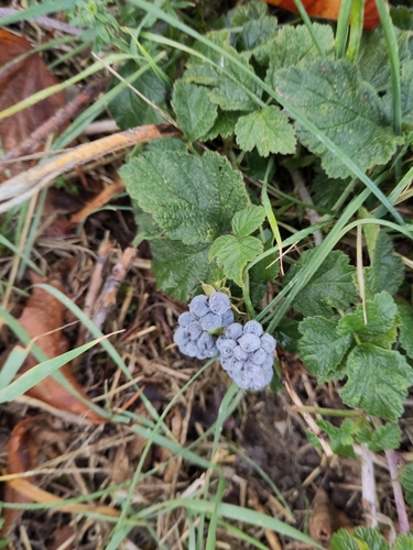 European dewberry