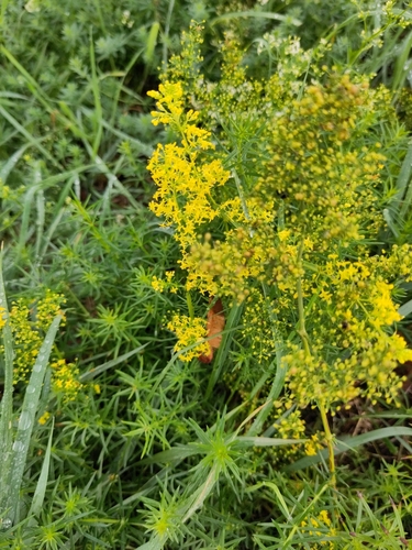 Lady's Bedstraw