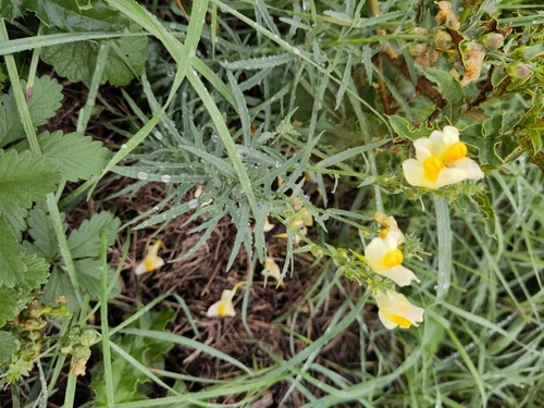 common toadflax