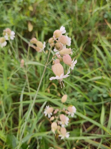 bladder campion