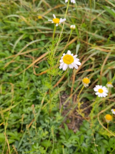 scentless mayweed