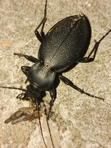 Leather Beetle