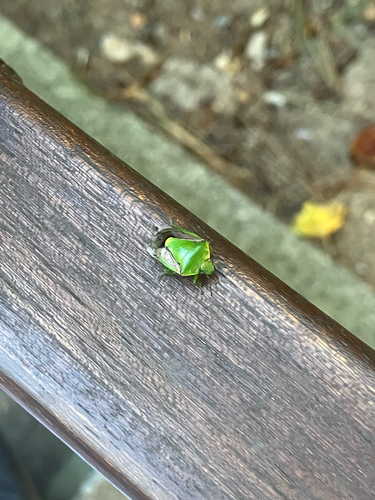 Oriental Stink Bug