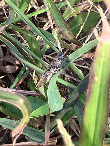 Carinate Locust