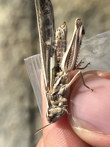Slender Green-winged Grasshopper