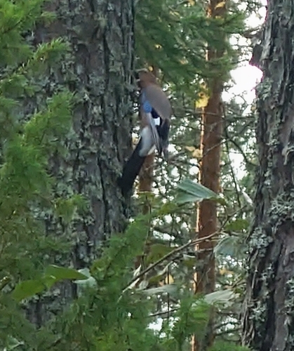 Eurasian Jay