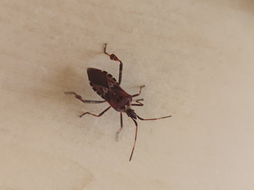 Western Conifer Seed Bug