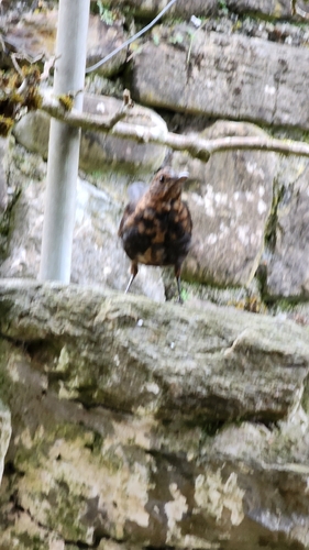 Eurasian Blackbird