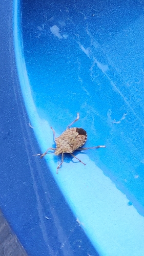 Brown Marmorated Stink Bug