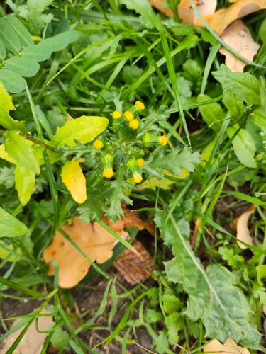 common groundsel