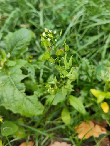field penny-cress