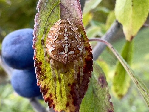 Cross Orbweaver