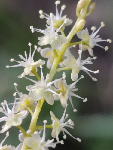 Mignonette vine