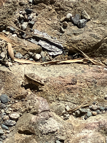Aiolopus thalassinus tamulus