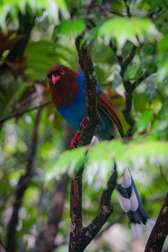 Sri Lanka Blue-Magpie