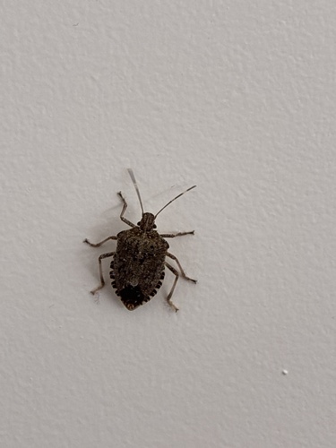 Brown Marmorated Stink Bug