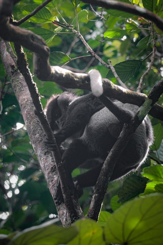 Purple-faced Langur