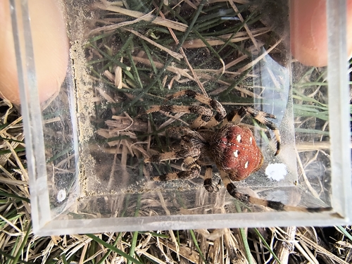 Four-spot Orbweaver
