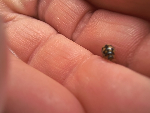 Coccinula quatuordecimpustulata