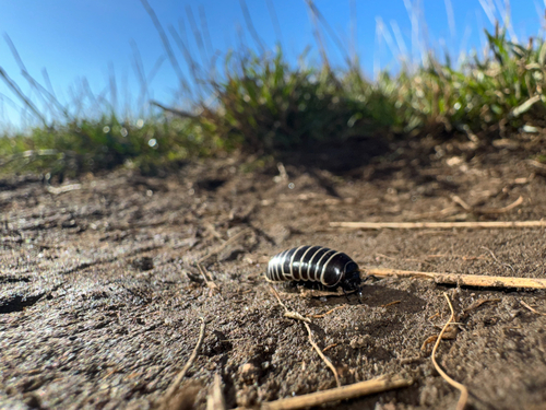 Common Pill Millipede