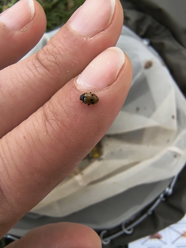 Variegated Lady Beetle
