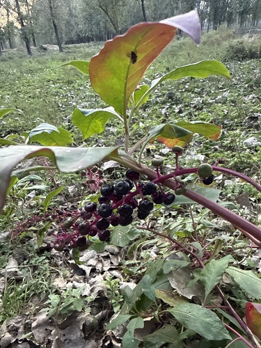 American pokeweed